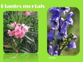 Plantes mortalsAdelfaAcònit