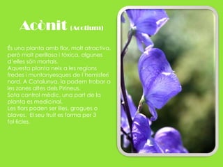 Acònit (Acotium)És una planta amb flor, molt atractiva, però molt perillosa i tòxica, algunes d’elles són mortals.Aquesta planta neix a les regions fredes i muntanyesques de l’hemisferi nord. A Catalunya, la podem trobar a les zones altes dels Pirineus. Sota control mèdic, una part de la planta es medicinal.Les flors poden ser liles, grogues o blaves.  El seu fruit es forma per 3 fol·licles.