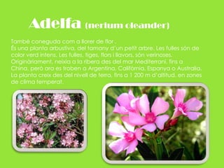Adelfa (nerium oleander)També coneguda com a llorer de flor .És una planta arbustiva, del tamany d’un petit arbre. Les fulles són de color verd intens. Les fulles, tiges, flors i llavors, són verinoses.Originàriament, neixia a la ribera des del mar Mediterrani, fins a China, però ara es troben a Argentina, Califòrnia, Espanya o Australia.La planta creix des del nivell de terra, fins a 1 200 m d’altitud, en zones de clima temperat.