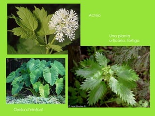 ActeaUna planta urticària, l'ortigaOrella d’elefant