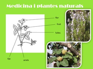 Medicina i plantes naturalsflorfruitfullestijaarrels