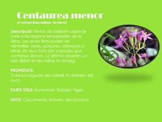 Centaurea menor (Centaurium minus Moench)Descripció: Herba de bellíssim aspecte creix a les regions temperades de la Terra. Les seves flors poden ser vermelles, roses, púrpures, blanques o altres. Els seus fruits són capsules que contenen llavors. La planta desprèn un olor dèbil i el seu sabor és amarg.PROPIETATS: Cura la caiguda del cabell, la diarrea i els cucs.PARTS ÚTILS: Summitats  florides i tiges.USOS: Cocciments, tintures, decoccions.