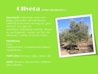 Olivera (Olea europoea L.)Descripció: Arbre baix, amb vida llarga, procedent del Mediterrani Oriental. El seu tronc es irregular, gros i retorçat. Les fules són persistents, el·líptiques, estretes, senceres, puntiagudes i verdes. Les flors són blanques i  petites. El fruit es l’oliva.PROPIETATS:  Cura l’estrenyiment, l’enverinament,febre, i l’hipertensió...PARTS ÚTILS: Escorça, fulles, olives i olis.USOS: Infusions, decoccions, bàlsams i usos culinàris.