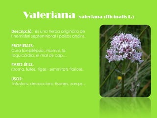 Valeriana (valeriana officinalis L.)Descripció:  és una herba originària de l’hemisferi septentrional i països andins. PROPIETATS: Cura la epilèpsia, insomni, la taquicàrdia, el mal de cap…PARTS ÚTILS: rizoma, fulles, tiges i summitats florides.USOS: infusions, decoccions, tisanes, xarops…