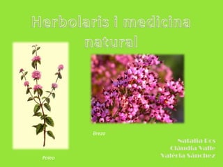 Herbolaris i medicina        natural Brezo Natalia Ros Clàudia Valle Valèria Sánchez Poleo 