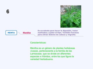 Características:
Mentha es un género de plantas herbáceas
vivaces, perteneciente a la familia de las
Lamiaceae, que se divide en diferentes
especies e híbridos, entre los que figura la
variedad hierbabuena.
6
 