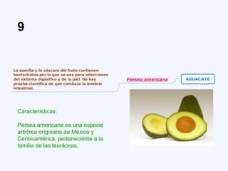 Características:
Persea americana es una especie
arbórea originaria de México y
Centroamérica, perteneciente a la
familia de las lauráceas.
9
 