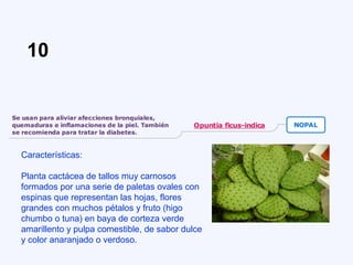 Características:
Planta cactácea de tallos muy carnosos
formados por una serie de paletas ovales con
espinas que representan las hojas, flores
grandes con muchos pétalos y fruto (higo
chumbo o tuna) en baya de corteza verde
amarillento y pulpa comestible, de sabor dulce
y color anaranjado o verdoso.
10
 