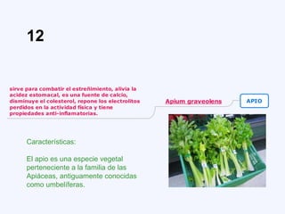 Características:
El apio es una especie vegetal
perteneciente a la familia de las
Apiáceas, antiguamente conocidas
como umbelíferas.
12
 
