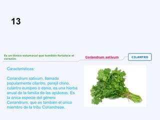 Características:
Coriandrum sativum, llamado
popularmente cilantro, perejil chino,
culantro europeo o dania, es una hierba
anual de la familia de las apiáceas. Es
la única especie del género
Coriandrum, que es también el único
miembro de la tribu Coriandreae.
13
 