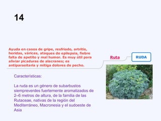 Características:
La ruda es un género de subarbustos
siempreverdes fuertemente aromatizados de
2–6 metros de altura, de la familia de las
Rutaceae, nativas de la región del
Mediterráneo, Macronesia y el sudoeste de
Asia
14
 