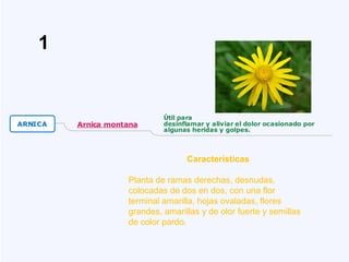 Características
Planta de ramas derechas, desnudas,
colocadas de dos en dos, con una flor
terminal amarilla, hojas ovaladas, flores
grandes, amarillas y de olor fuerte y semillas
de color pardo.
1
 