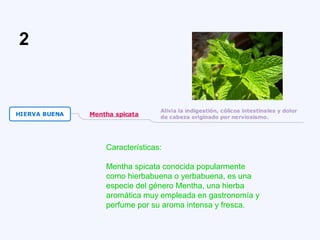 Características:
Mentha spicata conocida popularmente
como hierbabuena o yerbabuena, es una
especie del género Mentha, una hierba
aromática muy empleada en gastronomía y
perfume por su aroma intensa y fresca.
2
 
