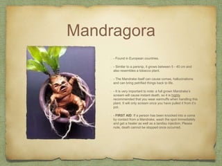 Mandragora
- Found in European countries.
- Similar to a parsnip, it grows between 5 - 40 cm and
also resembles a tobacco plant.
- The Mandrake itself can cause comas, hallucinations
and can bring petrified things back to life.
- It is very important to note: a full grown Mandrake’s
scream will cause instant death, so it is highly
recommended that you wear earmuffs when handling this
plant. It will only scream once you have pulled it from it’s
pot.
- FIRST AID: If a person has been knocked into a coma
by contact from a Mandrake, wash the spot immediately
and get a healer as well as a tandisu injection. Please
note, death cannot be stopped once occurred.
 
