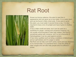 Rat Root
Known as Acorus calamus, this plant is reed like in
appearance and can grow up to one metre. It is a water plant
and can be found in fairly moist soils. If one were to grow
this plant, you must water it several times a day. It is also
required to have a ton of sunlight and have it grow in shallow
water.
It has a bitter smell and taste, but it can be used as a
substitute for ginger, nutmeg and cinnamon however it is
not usually recommended to take high intakes. Rat Root is
sometimes paired with romance, but it is not a favourite of
Herbologistsas it can be used against women.
It has many qualities such as being a sedative, a hallucinogen,
and an aphrodisiac and it’s usage is varied.
Rat Root can be help cure tooth aches, burns and eye diseases
in it’s normal state. In a powdered form, it has the ability to
clear coughs and can also help people who’ve suffered a
stroke.
 
