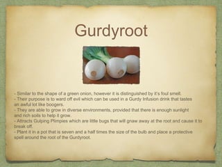 Gurdyroot
- Similar to the shape of a green onion, however it is distinguished by it’s foul smell.
- Their purpose is to ward off evil which can be used in a Gurdy Infusion drink that tastes
an awful lot like boogers.
- They are able to grow in diverse environments, provided that there is enough sunlight
and rich soils to help it grow.
- Attracts Gulping Plimpies which are little bugs that will gnaw away at the root and cause it to
break off.
- Plant it in a pot that is seven and a half times the size of the bulb and place a protective
spell around the root of the Gurdyroot.
 