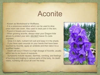 Aconite
- Known as Monkshood or Wolfbane.
- It is a poisonous sedative which can be used to slow
ones heart rate down. Also used to treat pain in the skin.
- Found in forests and mountains.
- When growing aconite, always wear your Dragon-hide
gloves to protect your skin. DO NOT leave it’s roots
exposed.
- Grow it in dark, nutrient rich soil and keep it in the shade.
- If you have open wounds on your hands that have been
touched by Aconite, apply an antidote and then take it to a
qualified healer.
- Death will occur if there is a high dosage of Aconite, usually
within two to six hours of exposure.
- Symptoms include nausea, diarrhea, vomiting, and feelings
of burning and tingling in various parts of the body. As death
nears, numbing will occur all over the body.
 