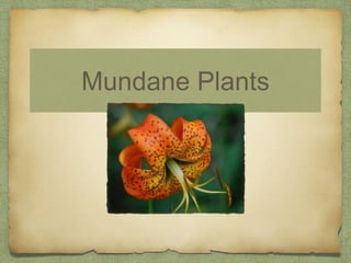Mundane Plants
 