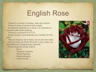 English Rose
- Comes in a variety of shapes, sizes and colours.
- Prefers to grow in partial to full sunlight.
- Sometimes classified as a shrub, it is important to
consider width when planting.
- Thrives in a pH level of 5.5-7.0.
- Dragon dung is recommended as a fertilizer for this
plant.
- They do require a bit of water, but do not over water.
- Can be made into Rose Oil which is very costly, but
very effective in treating many ailments.
- Some things the oil can treat is:
- Burns
- Stomach problems
- Rabid dog bites
- Menstrual pains
- Colds and etc.
 