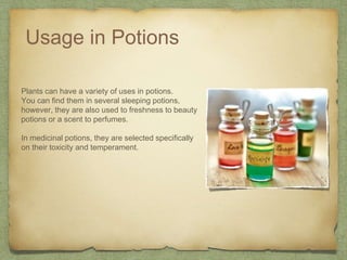 Usage in Potions
Plants can have a variety of uses in potions.
You can find them in several sleeping potions,
however, they are also used to freshness to beauty
potions or a scent to perfumes.
In medicinal potions, they are selected specifically
on their toxicity and temperament.
 