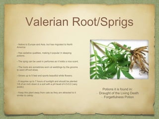 Valerian Root/Sprigs
- Native to Europe and Asia, but has migrated to North
America
- Has sedative qualities, making it popular in sleeping
potions.
- The sprig can be used in perfumes as it holds a nice scent.
- The roots are sometimes worn at weddings by the grooms
to ward off evil elves.
- Grows up to 5 feet and sports beautiful white flowers.
- It requires up to 7 hours of sunlight and should be planted
1/8 of an inch down in a soil with a pH level of 4.5-5.0 (very
acidic).
- Keep this plant away from cats as they are attracted to it
similar to catnip.
Potions it is found in:
- Draught of the Living Death
- Forgetfulness Potion
 