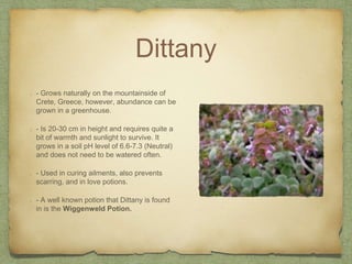 Dittany
- Grows naturally on the mountainside of
Crete, Greece, however, abundance can be
grown in a greenhouse.
- Is 20-30 cm in height and requires quite a
bit of warmth and sunlight to survive. It
grows in a soil pH level of 6.6-7.3 (Neutral)
and does not need to be watered often.
- Used in curing ailments, also prevents
scarring, and in love potions.
- A well known potion that Dittany is found
in is the Wiggenweld Potion.
 