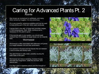 Caring for Advanced PlantsPt. 2
Aconite
● Also known as monkshood or wolfsbane, and many
other names by muggles, it is very poisonous.
● It's a very powerful, poisonous sedative and can be used
to treat prickly pain in the skin when used cautiously.
● It grows best in the wild, in forest and mountain ranges,
in mild temperatures. Dark, fluffy, nutritious soil is
necessary for this plant to grow.
● If the aconite gets in your system, you should seek
medical help immediately as large doses can be instantly
fatal.
Aconite
Wormwood
Wormwood
● Wormwood is often associated with bitterness and grows
to a height between one and two centimeters.
● It is common in Europe and has leaves that are between
2 and 8 inches and woody roots.
● The plant thrives in salty water, possibly causing the
bitter taste of the plant.
● Wormwood can induce sweating, increase hunger,
stimulate the imagination, settle the stomach, and
reduce pain.
● It is often used in digestive potions and the Draught of
Living Death.
 