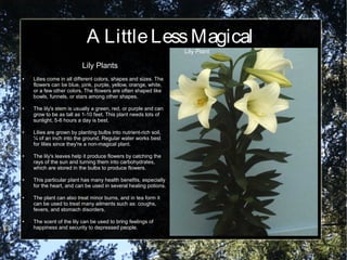 A LittleLessMagical
Lily Plants
● Lilies come in all different colors, shapes and sizes. The
flowers can be blue, pink, purple, yellow, orange, white,
or a few other colors. The flowers are often shaped like
bowls, funnels, or stars among other shapes.
● The lily's stem is usually a green, red, or purple and can
grow to be as tall as 1-10 feet. This plant needs lots of
sunlight, 5-6 hours a day is best.
● Lilies are grown by planting bulbs into nutrient-rich soil,
¼ of an inch into the ground. Regular water works best
for lilies since they're a non-magical plant.
● The lily's leaves help it produce flowers by catching the
rays of the sun and turning them into carbohydrates,
which are stored in the bulbs to produce flowers.
● This particular plant has many health benefits, especially
for the heart, and can be used in several healing potions.
● The plant can also treat minor burns, and in tea form it
can be used to treat many ailments such as: coughs,
fevers, and stomach disorders.
● The scent of the lily can be used to bring feelings of
happiness and security to depressed people.
Lily Plant
 