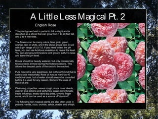 A LittleLessMagical Pt. 2
English Rose
● This plant grows best in partial to full sunlight and is
classified as a shrub that can grow from 1 to 20 feet tall,
and 2 to 4 feet wide.
● The flowers can be many colors, blue, pink, green,
orange, red, or white, and it the shrub grows best in soil
with a pH range of 5.5-7.0. If you need to test the pH
level, you can use Acidious revealious to reveal the level.
You can add ground limestone and ground sulfur to raise
and lower the pH level.
● Roses should be heavily watered, but only occasionally,
twice a week at most during the hottest seasons. This
allows the deepest parts of the roots to be reached.
● Pure rose oil is very expensive, but is the only kind that is
safe to use medicinally. Rose oil has as many as 40
medicinal uses, but a healer should always be consulted
before it is used for any reason. Some of the uses of
Rose oil are:
● Cleansing properties, eases cough, stops nose bleeds,
used in love potions and perfumes, eases sore throats,
treats influenza, treats rabid dog bites, chronic finger
sores, and it can be used as a source of Vitamin-C.
● The following non-magical plants are also often used in
potions: vanilla, coco, orchids, salvia, akabia and shilajit.
English Rose
 
