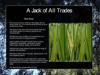 A Jack of All Trades
Rat Root
● Also known as Acorus calamus, sea sledge, flat root,
sweet myrtle, etc. It's a reed-like perennial that can grow
as tall as one meter.
● The leaves of the plant have a strong bitter smell and
can replace ginger or cinnamon, though it's not
recommended.
● Rat Root has many qualities. It is abortifacient, so it
should not be given to pregnant women.
● Other qualities of the plant include being: anodyne,
anthelmintic, aphrodisiac, carminative, diuretic,
hallucinogen, laxative, otalgic, and a sedative.
● Rat Root has a wide variety of uses due to its range of
qualities and properties.
● Rat Root is used in floor coverings, healing potions, and
even digestive potions.
● Rat Root grows best in moist soils as it's a water plant
and requires lots of sunlight. It should be watered at least
once every two to three days and grows best in shallow
water.
● The plant blooms between May and July.
Rat Root
 