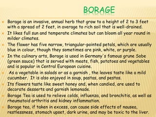 BORAGE
 Borage is an invasive, annual herb that grow to a height of 2 to 3 feet
with a spread of 2 feet, in average to rich soil that is well-drained.
 It likes full sun and temperate climates but can bloom all year round in
milder climates.
 The flower has five narrow, triangular-pointed petals, which are usually
blue in colour, though they sometimes are pink, white, or purple.
 In the culinary arts, Borage is used in Germany's famous grune Sobe
(green sauce) that is served with meats, fish, potatoes and vegetables
and is popular in Central European cuisine.
 As a vegetable in salads or as a garnish , the leaves taste like a mild
cucumber. It is also enjoyed in soup, pastas, and pestos.
 Its flowers taste like sweet honey and, when candied, are used to
decorate desserts and garnish lemonade.
 Borage Tea is used to relieve colds, influenza, and bronchitis, as well as
rheumatoid arthritis and kidney inflammation.
 Borage tea, if taken in excess, can cause side effects of nausea,
restlessness, stomach upset, dark urine, and may be toxic to the liver.
 