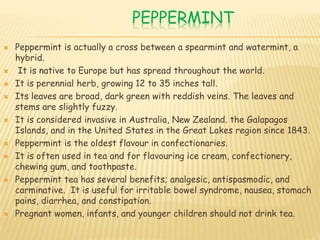 PEPPERMINT
 Peppermint is actually a cross between a spearmint and watermint, a
hybrid.
 It is native to Europe but has spread throughout the world.
 It is perennial herb, growing 12 to 35 inches tall.
 Its leaves are broad, dark green with reddish veins. The leaves and
stems are slightly fuzzy.
 It is considered invasive in Australia, New Zealand. the Galapagos
Islands, and in the United States in the Great Lakes region since 1843.
 Peppermint is the oldest flavour in confectionaries.
 It is often used in tea and for flavouring ice cream, confectionery,
chewing gum, and toothpaste.
 Peppermint tea has several benefits; analgesic, antispasmodic, and
carminative. It is useful for irritable bowel syndrome, nausea, stomach
pains, diarrhea, and constipation.
 Pregnant women, infants, and younger children should not drink tea.
 