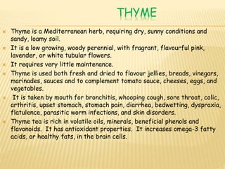 THYME
 Thyme is a Mediterranean herb, requiring dry, sunny conditions and
sandy, loamy soil.
 It is a low growing, woody perennial, with fragrant, flavourful pink,
lavender, or white tubular flowers.
 It requires very little maintenance.
 Thyme is used both fresh and dried to flavour jellies, breads, vinegars,
marinades, sauces and to complement tomato sauce, cheeses, eggs, and
vegetables.
 It is taken by mouth for bronchitis, whooping cough, sore throat, colic,
arthritis, upset stomach, stomach pain, diarrhea, bedwetting, dyspraxia,
flatulence, parasitic worm infections, and skin disorders.
 Thyme tea is rich in volatile oils, minerals, beneficial phenols and
flavonoids. It has antioxidant properties. It increases omega-3 fatty
acids, or healthy fats, in the brain cells.
 