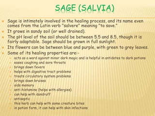 SAGE (SALVIA)
 Sage is intimately involved in the healing process, and its name even
comes from the Latin verb "salvere" meaning "to save."
 It grows in sandy soil (or well drained).
 The pH level of the soil should be between 5.5 and 8.5, though it is
fairly adaptable. Sage should be grown in full sunlight.
 Its flowers can be between blue and purple, with green to grey leaves.
 Some of its healing properties are:-
 acts as a ward against minor dark magic and is helpful in antidotes to dark potions
 eases coughing and sore throats
 brings down fevers
 helps with digestive tract problems
 treats circulatory system problems
 brings down bruises
 aids memory
 anti-histamine (helps with allergies)
 can help with dandruff
 antiseptic
 this herb can help with some creature bites
 in potion form, it can help with skin infections
 