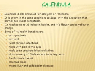 CALENDULA
 Calendula is also known as Pot Marigold or Flesecima.
 It is grown in the same conditions as Sage, with the exception that
partial-sun is also acceptable.
 It reaches up to 31 inches in height, and it's flower can be yellow or
orange.
 Some of its health benefits are:
 anti-genotoxic
 antiviral
 heals chronic infections
 helps with pain in the eyes
 heals some creature bites and stings
 aids recovery of flesh wounds including burns
 treats swollen veins
 cleanses blood
 treats liver and gallbladder diseases
 