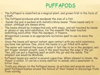 PUFFAPODS
 The Puffapod is classified as a magical plant, and grows first in the form of
a bush.
 The Puffapod produces pink seedpods the size of a fist.
 Inside the pod is packed with metallic/shiny beans. These beans vary in
colour, although are always shiny.
 The beans should be transported only with magic, and not touched by hands
or gloves or any solid substance, for the moment the bean touches
something solid other than the seedpod, it flowers.
 Wingardium Leviosa is an appropriate levitation spell to use to move the
beans.
 Since the beans will sprout instant upon contact with any solid substance,
you have two options. One, store the beans in a jar filled with water.
 The water will remind the bean of what it felt like to be in the seedpod, and
not trigger instant growth, even if the seed touches the edge if the jar.
Two, you can put a repelling spell on both the jar and the seeds. The
simplest one would be Mininium.
 Puffapod beans are useful in several capacities. When allowed to bloom, the
flower is edible. It can be a lovely addition to salads, and a sweetener in
bitter teas.
 Trolls are allergic to the Puffapod leaves, so witches and wizards used to
plant Puffapod bushes around the fences of their homes to discourage trolls
from visiting.
 