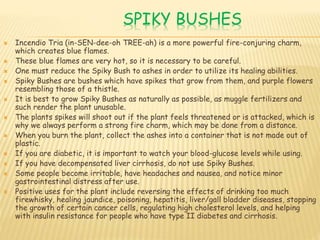 SPIKY BUSHES
 Incendio Tria (in-SEN-dee-oh TREE-ah) is a more powerful fire-conjuring charm,
which creates blue flames.
 These blue flames are very hot, so it is necessary to be careful.
 One must reduce the Spiky Bush to ashes in order to utilize its healing abilities.
 Spiky Bushes are bushes which have spikes that grow from them, and purple flowers
resembling those of a thistle.
 It is best to grow Spiky Bushes as naturally as possible, as muggle fertilizers and
such render the plant unusable.
 The plants spikes will shoot out if the plant feels threatened or is attacked, which is
why we always perform a strong fire charm, which may be done from a distance.
 When you burn the plant, collect the ashes into a container that is not made out of
plastic.
 If you are diabetic, it is important to watch your blood-glucose levels while using.
 If you have decompensated liver cirrhosis, do not use Spiky Bushes.
 Some people become irritable, have headaches and nausea, and notice minor
gastrointestinal distress after use.
 Positive uses for the plant include reversing the effects of drinking too much
firewhisky, healing jaundice, poisoning, hepatitis, liver/gall bladder diseases, stopping
the growth of certain cancer cells, regulating high cholesterol levels, and helping
with insulin resistance for people who have type II diabetes and cirrhosis.
 