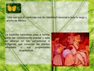  Una vez que el mestizaje nos dio identidad nacional a todo lo largo y ancho de MéxicoLa tradición herbolaria paso a formar parte del conocimiento popular y este se albergó en los campesinos e indígenas que conocían las plantas silvestres y sus propiedades terapéuticas…