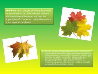     Herbário é uma colecção dinâmica de plantas secas prensadas, de onde se extrai, utiliza e adiciona informação sobre cada uma das populações e/ou espécies conhecidas e sobre novas espécies de plantas.Os herbários abrigam uma grande quantidade da informação e dados sobre a diversidade vegetal, tais como a conservação, ecologia,fisiologia, farmacologia e agronomia, a fim de que possa ser estudada a recuperação da vegetação, das paisagens degradadas e para que se incremente a resistência a pragas, o melhoramento vegetal, a extracção de produtos farmacêuticos e outros.