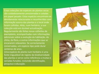 Estas colecções de espécies de plantas secas são cuidadosamente pressionadas e coladas em papel pesado. Estas espécies encontram-se devidamente relacionadas e reconhecidas com informação acerca das plantas e o local onde foram colhidas. Aliás, num herbário, a sua colecção está em durável actualização. Regularmente são feitas novas colheitas de exemplares, acompanhadas com informações adicionais sobre a evolução da habitação, do clima, da flora, e outras informações que se encararem relevantes. Se correctamente conservadas, um espécie-tipo pode durar centenas de anos.Uma espécie de planta num herbário é uma fonte inigualável de registo da biodiversidade das plantas e serve como referência a muitas e variadas funções, incluindo identificação, pesquisa e educação.