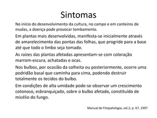 Sintomas
No início do desenvolvimento da cultura, no campo e em canteiros de
mudas, a doença pode provocar tombamento.
Em plantas mais desenvolvidas, manifesta-se inicialmente através
de amarelecimento das pontas das folhas, que progride para a base
até que todo o limbo seja tomado.
As raízes das plantas afetadas apresentam-se com coloração
marrom-escura, achatadas e ocas.
Nos bulbos, por ocasião da colheita ou posteriormente, ocorre uma
podridão basal que caminha para cima, podendo destruir
totalmente os tecidos do bulbo.
Em condições de alta umidade pode-se observar um crescimento
cotonoso, esbranquiçado, sobre o bulbo afetado, constituído de
micélio do fungo.
Manual de Fitopatologia, vol.2, p. 67, 1997
 