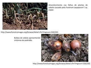 http://www.forestryimages.org/browse/detail.cfm?imgnum=5361501
http://www.forestryimages.org/browse/detail.cfm?imgnum=5361502
Amarelecimento nas folhas de plantas de
cebola causado pelo Fusarium oxysporum f. sp.
cepae.
Bulbos de cebola apresentando
sintomas de podridão.
 