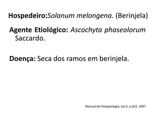 Hospedeiro:Solanum melongena. (Berinjela)
Agente Etiológico: Ascochyta phaseolorum
Saccardo.
Doença: Seca dos ramos em berinjela.
Manual de Fitopatologia, vol.2, p.622, 1997
 