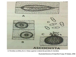 Illustrated Genera of Imperfect Fungi, 4ª Edição, 1998
A. Picnídios na folha; B e C. Vistas superior e lateral do picnídio; D. Conídios
 
