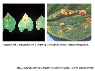 Imagens de folhas de feijão( também é planta hospedeira) com sintomas de Ascochyta phaseolorum.
http://clubephytus.com/index.php/content/search/keywords/ascochyta-phaseolorum#pos
 