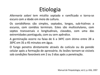 Etiologia
Alternaria solani tem micélio septado e ramificado e torna-se
escuro com a idade em meio de cultura.
Os conidióforos são simples, septados, longos, sub-hialinos a
escuros, com conídios terminais. Estes são multicelulares, com
septos transversais e longitudinais, clavados, com uma das
extremidades pontiaguda, com ou sem apêndice.
A germinação ocorre na faixa de 6 a 34ºC com ótimo entre 28 a
30ºC em 35 a 45 minutos em água.
O fungo penetra diretamente através da cutícula ou da parede
celular após a formação de apressório. As lesões tornam-se visíveis
sob condições favoráveis em 2 ou 3 dias após a penetração.
Manual de Fitopatologia, vol.2, p. 656, 1997
 