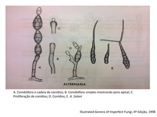 A. Conidióforo e cadeia de conídios; B. Conidióforo simples mostrando poro apical; C.
Proliferação de conídios; D. Conídios; E. A. Solani
Illustrated Genera of Imperfect Fungi, 4ª Edição, 1998
 