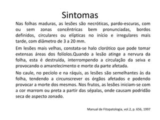 Sintomas
Nas folhas maduras, as lesões são necróticas, pardo-escuras, com
ou sem zonas concêntricas bem pronunciadas, bordos
definidos, circulares ou elípticas no início e irregulares mais
tarde, com diâmetro de 3 a 20 mm.
Em lesões mais velhas, constata-se halo clorótico que pode tomar
extensas áreas dos folíolos.Quando a lesão atinge a nervura da
folha, esta é destruída, interrompendo a circulação da seiva e
provocando o amarelecimento e morte da parte afetada.
No caule, no pecíolo e na ráquis, as lesões são semelhantes às da
folha, tendendo a circunscrever os órgãos afetados e podendo
provocar a morte dos mesmos. Nos frutos, as lesões iniciam-se com
a cor marrom ou preta a partir das sépalas, onde causam podridão
seca de aspecto zonado.
Manual de Fitopatologia, vol.2, p. 656, 1997
 