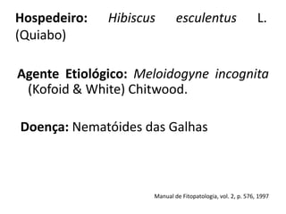 Hospedeiro: Hibiscus esculentus L.
(Quiabo)
Agente Etiológico: Meloidogyne incognita
(Kofoid & White) Chitwood.
Doença: Nematóides das Galhas
Manual de Fitopatologia, vol. 2, p. 576, 1997
 