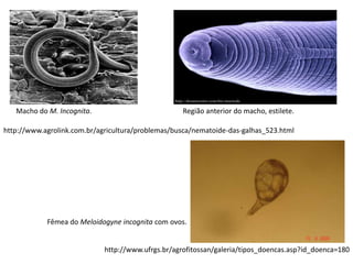 http://www.agrolink.com.br/agricultura/problemas/busca/nematoide-das-galhas_523.html
http://www.ufrgs.br/agrofitossan/galeria/tipos_doencas.asp?id_doenca=180
Fêmea do Meloidogyne incognita com ovos.
Macho do M. Incognita. Região anterior do macho, estilete.
 